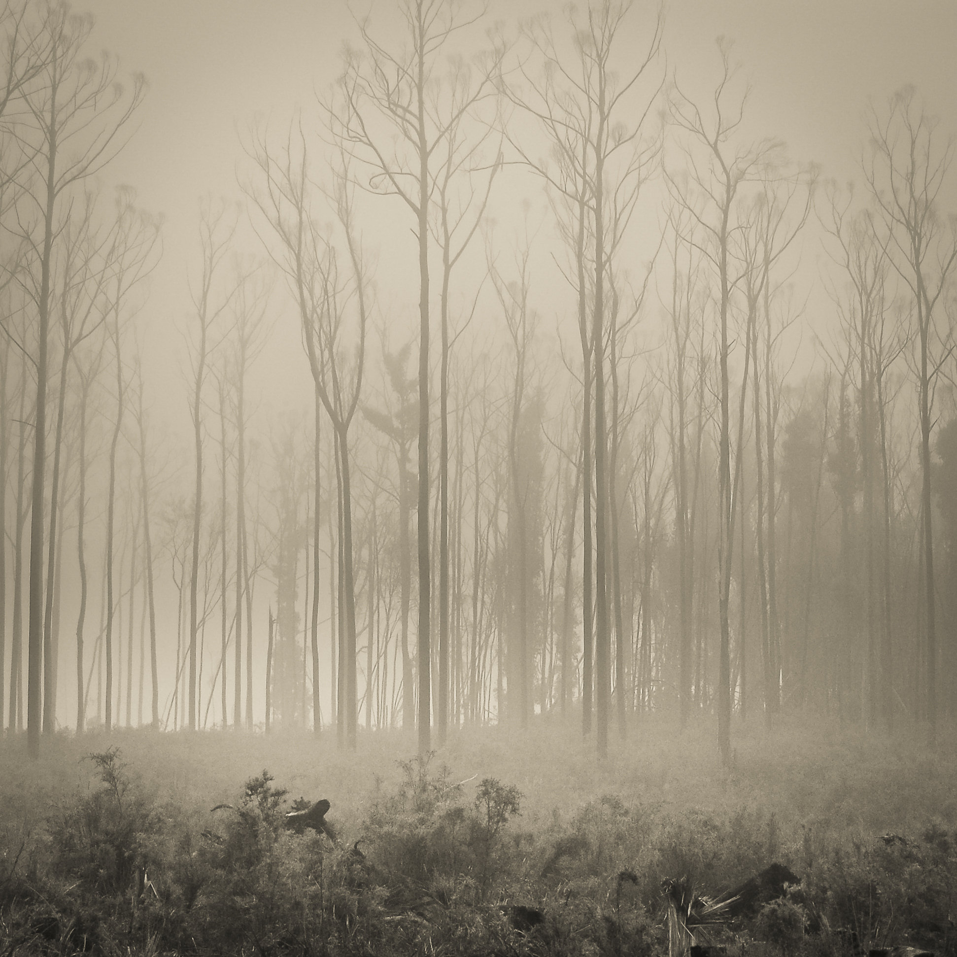 Cold trees 1
